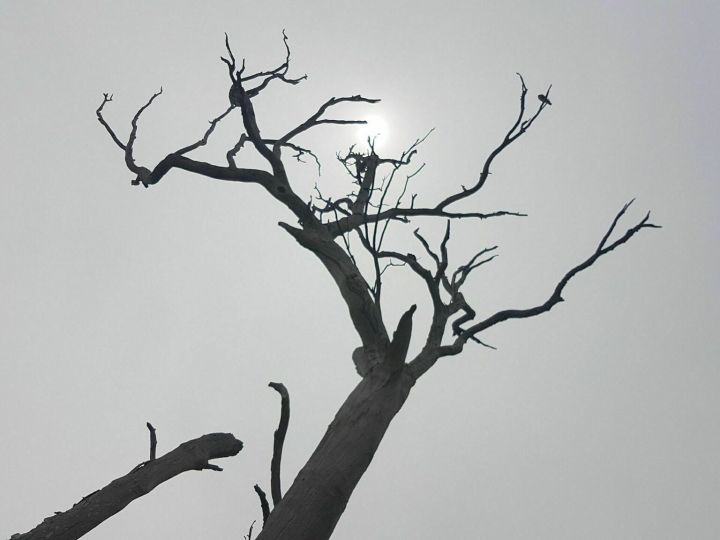 Dead tree at Urambi Hills